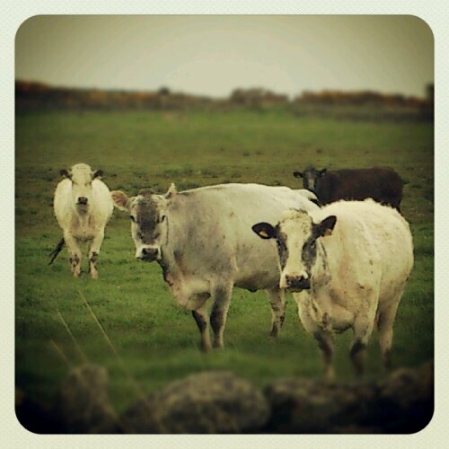 IMG_20120513_123301.jpg image